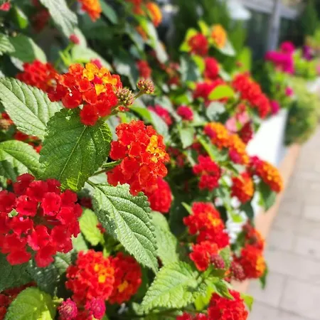 アパート Casa Alessandra